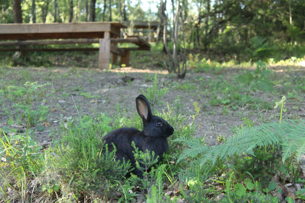 A Cute Wild Rabbit